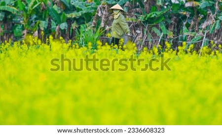 Canola flower season in the Northern Delta of Vietnam in 2023