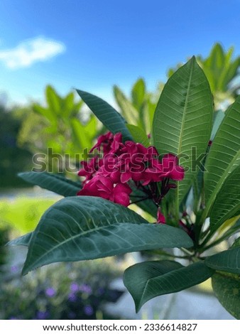 Red Plumeria flowers on a tree. Plumeria is one of nineteen species in Apocynaceae's family.