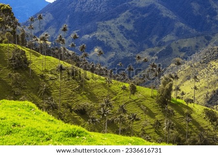 Unusual Cocora Valley in Colombia, South America.
