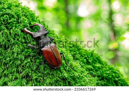 Stag beetle, Lucanus cervus, big insect in the nature habitat, Sibiu, Romania Royalty-Free Stock Photo #2336617269