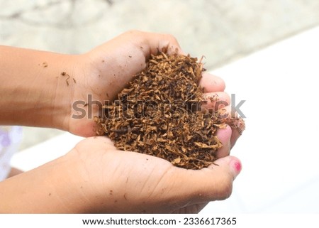 Tobacco texture. Large leaf high quality dry cut tobacco, in the hands of a little girl Royalty-Free Stock Photo #2336617365