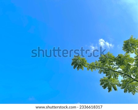 A landscape picture of kedondong pagar(lannea coromandelica) taken from below with blue cloudy sky as the background