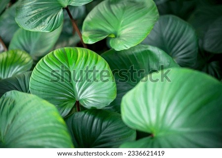 Greenery background, green color of nature plant and leaf environment greenery concept