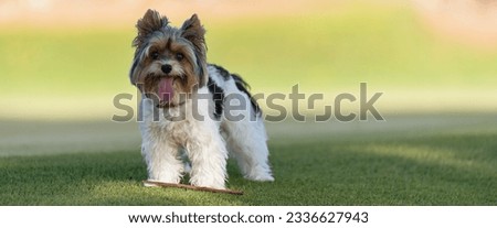 Portrait of Biewer terrier with her tongue out in the grass. Portrait of Biewer Yorkshire Terrier in the park Royalty-Free Stock Photo #2336627943