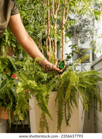 Woman examining potted plant at home. House plant care
