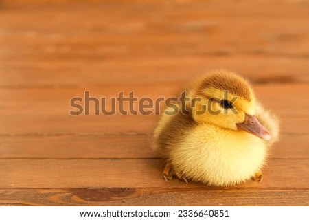 Cute duckling on wooden background