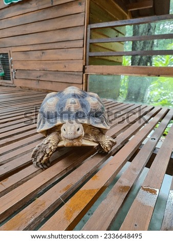 Turtle Tortoise in Gembira Loka Zoo Yogyakarta