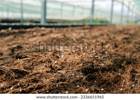 Close-Up of White Fertilizer Granules Enhancing Soil for Healthy Planting