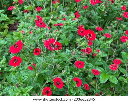 Potentilla 'Gibson's Scarlet' (Red Cinquefoil) flowering in summer Royalty-Free Stock Photo #2336652845