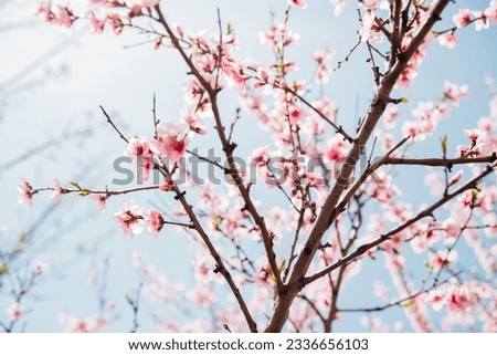 Selective focus of beautiful branches, pink blooming peach or apricot on a tree under a blue sky, Beautiful cherry blossoms during the spring season in the park. Royalty-Free Stock Photo #2336656103