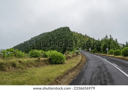Road in mountains forest of cryptomerias in São Miguel island - Azores PORTUGAL Royalty-Free Stock Photo #2336656979