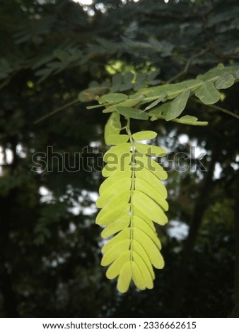 leaf of tree it used for cooking curries 