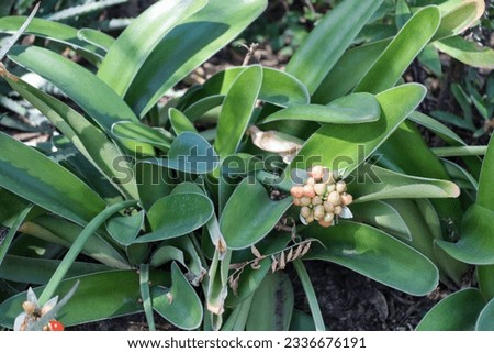 Haemanthus albiflos flowering plant with ripening fruits, plant also known as elephant's tongue and dappled snowbrush.