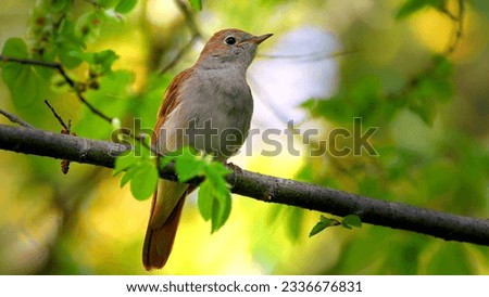 The common nightingale singing bird Royalty-Free Stock Photo #2336676831