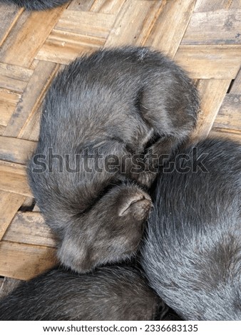 Cute Black Kitties Black cats