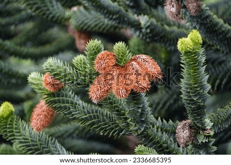 Andean fir new pine cones, Araucaria araucana is an evergreen tree. growing to 1-1.5 m (3–5 ft) in diameter and 30–40 m (100–130 ft) in height. It is native to central and southern Chile. Hanover  Royalty-Free Stock Photo #2336685395