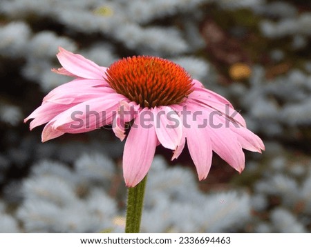 Pink Echinacea Cone Flower, Evergreen Background