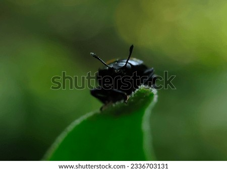 some macro pictures of beetles