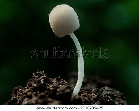 some macro pictures of white mushrooms