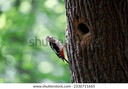 Great spotted woodpecker and chicks