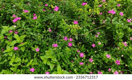 Madagascar periwinkle, Vinca,Old maid, Cayenne jasmine, Rose periwinkle, field of pink flowers, illustration, space for text, background image, screensaver, pink flowers.