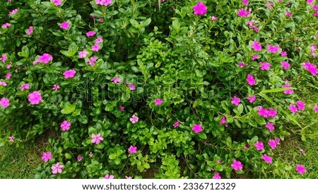 Madagascar periwinkle, Vinca,Old maid, Cayenne jasmine, Rose periwinkle, field of pink flowers, illustration, space for text, background image, screensaver, pink flowers.