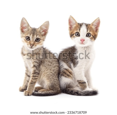 Two beautiful cats isolated on a white background.