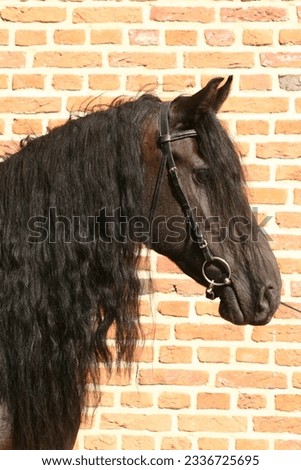 Friesian horse mare in portrait Royalty-Free Stock Photo #2336725695