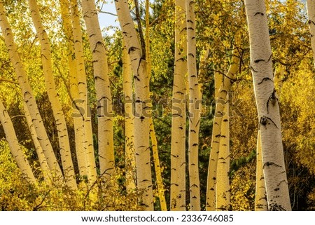 yellow autumn landscape of beautiful birch tree forest with season fall leaves , green pines, bushes and blue sky on background, nature october wallpaper