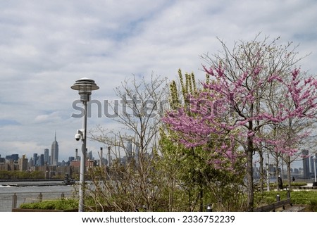 Beautiful Cherry Blossom Tree and Spring Plants at Domino Park in Williamsburg Brooklyn of New York City