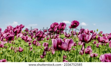 Poppy flower field on a sunny spring day with blue sky.