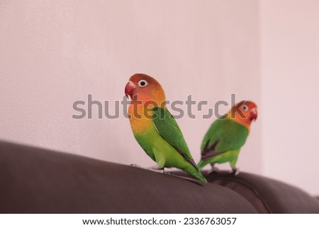 Love birds picture (Agapornis fischer)