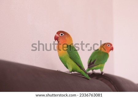 Love birds picture (Agapornis fischer)