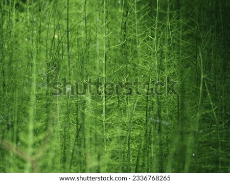 Forest horsetails thickest is the undergrowth under the glare of the sun. High quality photo Royalty-Free Stock Photo #2336768265