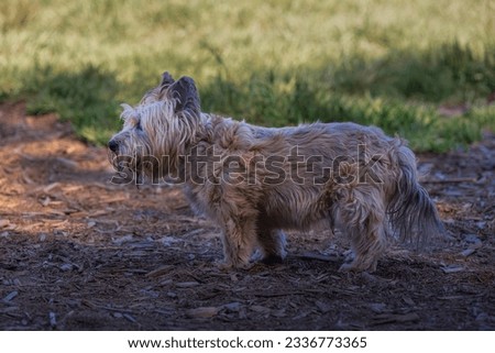 PROFILE SHOT OF A SMALL SHAGGY TERRIER AT THE OFF LEASH DOG AREA AT MARYMOOR DOG PARK IN REDMND WASHINGTON