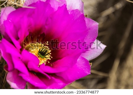 The purple blooms of the hedgehog cactus (Echinocereus triglochidiatus), or Claretcup cactus of Arizona in full sunlight. Royalty-Free Stock Photo #2336774877