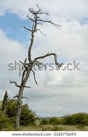 barkless white dead pine tree trunk