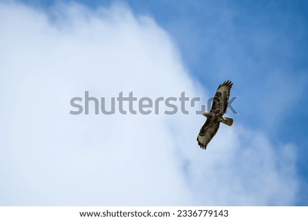 a buzzard (Buteo buteo) in flight, blue sky, white could