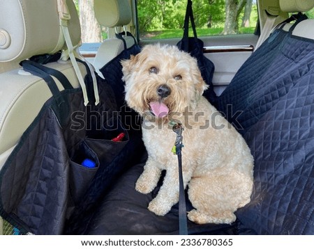 Small whoodle dog, a mixed breed of Wheaten Terrier and mini poodle, sitting in the back seat of an SUV covered with a black padded pet liner before a car ride in the summer Royalty-Free Stock Photo #2336780365