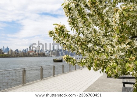 Beautiful Flowering Tree at Domino Park along the East River in Williamsburg Brooklyn during Spring