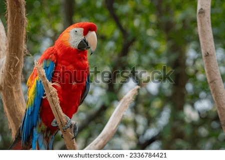 Close up of colorful scarlet macaw parrot. Red parrot Scarlet Macaw, Ara macao, bird sitting on the pal tree trunk, Panama. Wildlife scene from tropical forest. Beautiful parrot on green tree Royalty-Free Stock Photo #2336784421