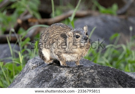 An afternoon deluge has drenched the hyrax family despite hiding in the granite koppie caves. The Bush Hyrax has poor thermoregulation and need to dry out quickly to avoid hypothermia at night. Royalty-Free Stock Photo #2336795811