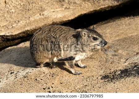 Drenched in a sudden afternoon storm a Bush Hyrax grooms itself with its back feet in the sunshine. With poor thermoregulation it is vital it dries out and warms up before dark. Royalty-Free Stock Photo #2336797985