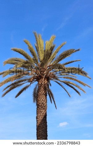 Tall palm tree and bright blue sky. 