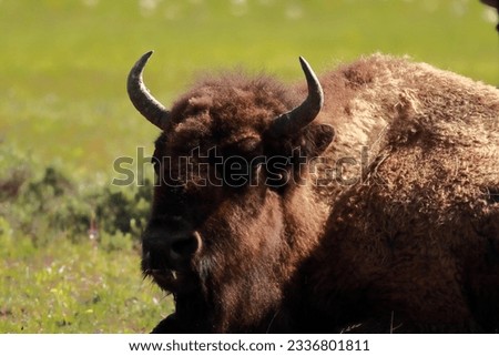 A huge bison with big horns looks aggressively at the photographer. The picture was taken in close-up. Yellowstone. 2023