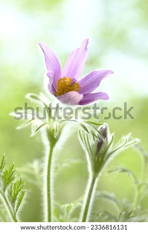 Purple pulsatilla flower on a light background. Spring is the time of flowering.