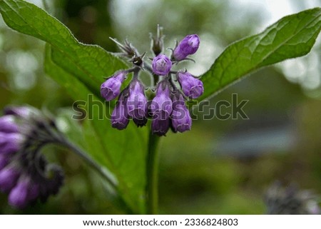 blossom of comfrey Common Comfrey, Symphytum officinale,close up.Blossom of comfrey Common Comfrey, Symphytum officinale, used in organic medicine, macro shot against green background.. Royalty-Free Stock Photo #2336824803