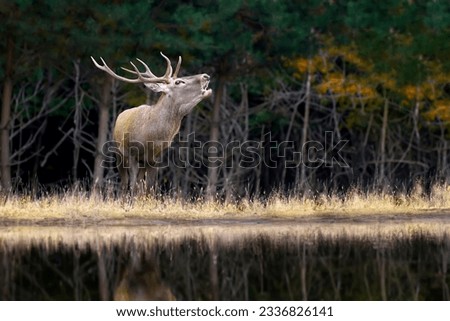 Close adult red deer walks along the bank of a forest river in a natural environment Royalty-Free Stock Photo #2336826141