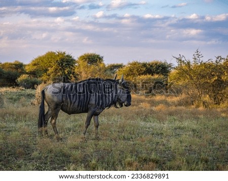 Wildebeest also called gnu grazing in the great African grassland sananna, South Africa Royalty-Free Stock Photo #2336829891