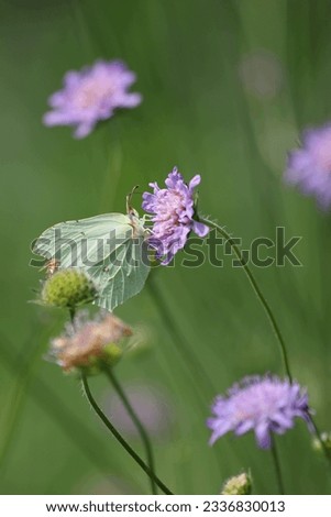 Yellow butterfly with folded wings sits on purple flower and drinks nectar against green background of on summer day. Knautia arvensis, Field Scabious. Gonepteryx rhamni, Common Brimstone. Close up. Royalty-Free Stock Photo #2336830013